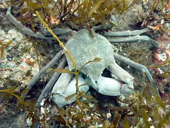 Southern Kelp Crab