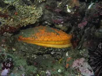 Rock Scallop