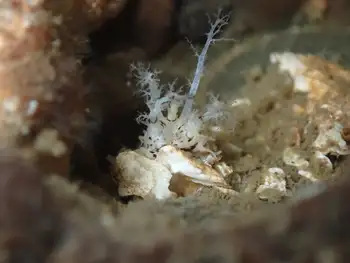 Salt Pepper Sea Cucumber