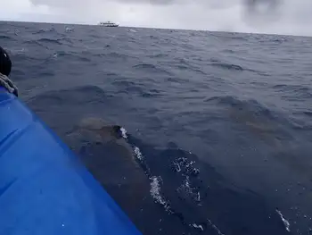 Bottlenose Dolphins