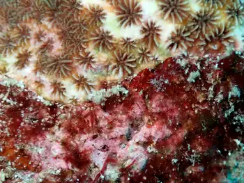 Coral