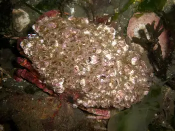 Crenate Barnacles