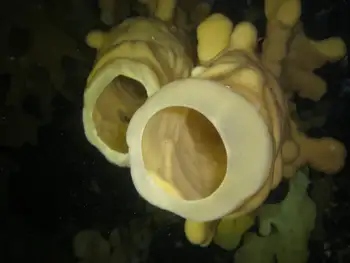 Cloud Sponge
