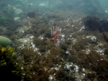 Kelp