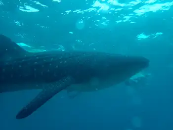 Whale Shark