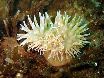 Swimming Anemone