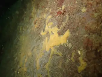 spider web hydroid