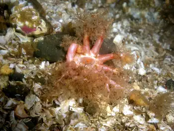 Red Sea Cucumber