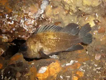 Young of Year Rockfish