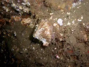 Rough Keyhole Limpet