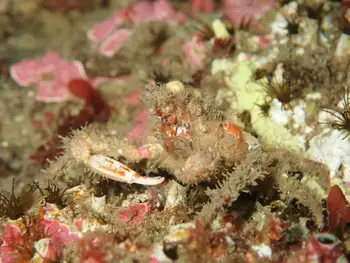 Moss Crab