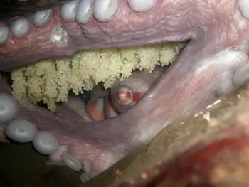 Eggs Giant Pacific Octopus