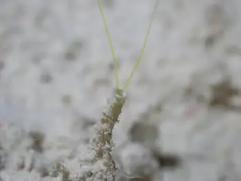 tube worm