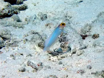 Yellowhead Jawfish