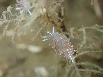 Red Gilled Nudibranch