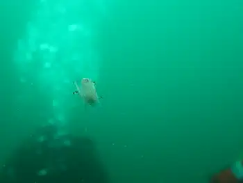 Winged Sea Slug