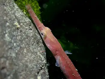 Bay Pipefish