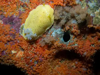 Tunicates