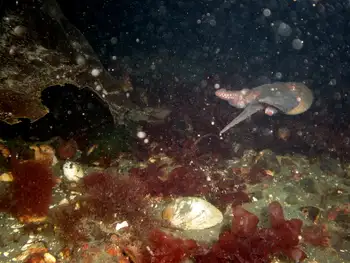 Giant Pacific Octopus