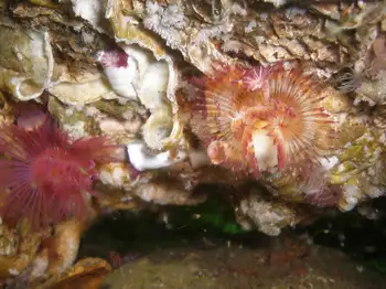 Red Trumpet Calcareous Tube Worm