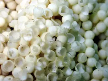 Eggs Lingcod