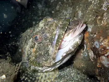 Pacific Staghorn Sculpin