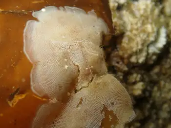 Kelp Lace Bryozoans