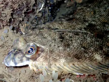 Flounder