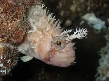 Decorated War Bonnet