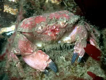 Pygmy Rock Crab