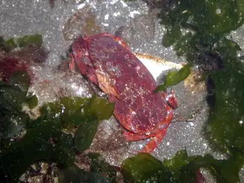 Sea Lettuce