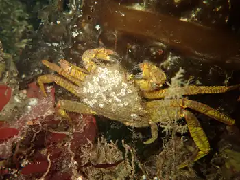 Helmet Crab