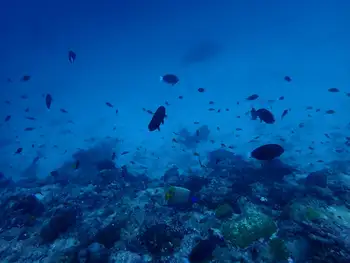 reef