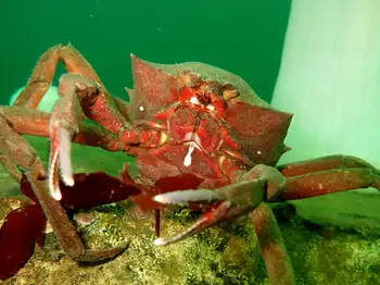 Northern Kelp Crab