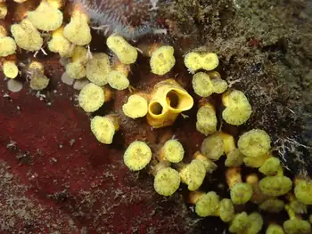 Yellow Boring Sponge