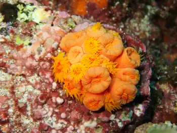Tubastraea coccinea Coral
