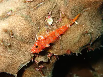 Fish