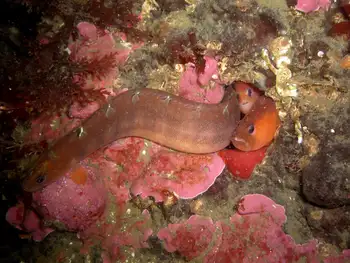 Longfin Gunnels