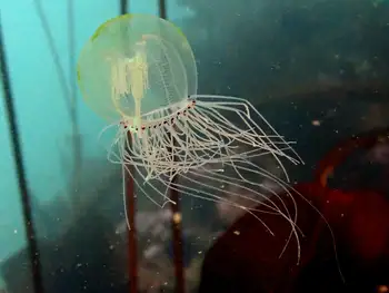 bell medusa jelly
