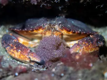 Red Rock Crab