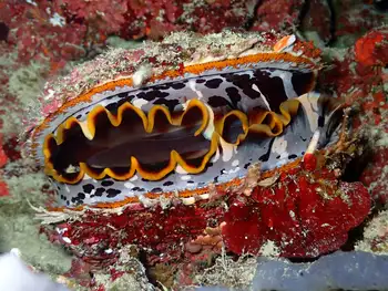Variable Thorny Oyster