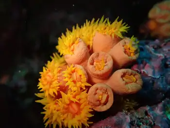 Tubastraea coccinea Coral