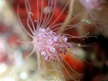 Fairy Palm Hydroid