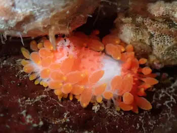 Janss's Nudibranch