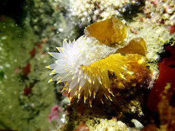 Bicolor Nudibranch