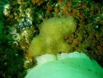 Bristly Yellow Clump Sponge