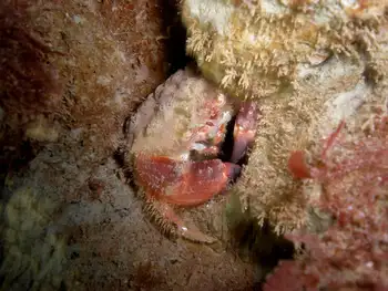 Pygmy Rock Crab