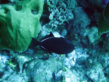 Black Triggerfish