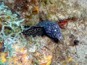 Spotted Moray Eel
