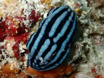 zeylan phyllidiella nudibranch